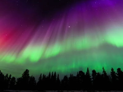 Purple and green Northern Lights dancing over pine trees.