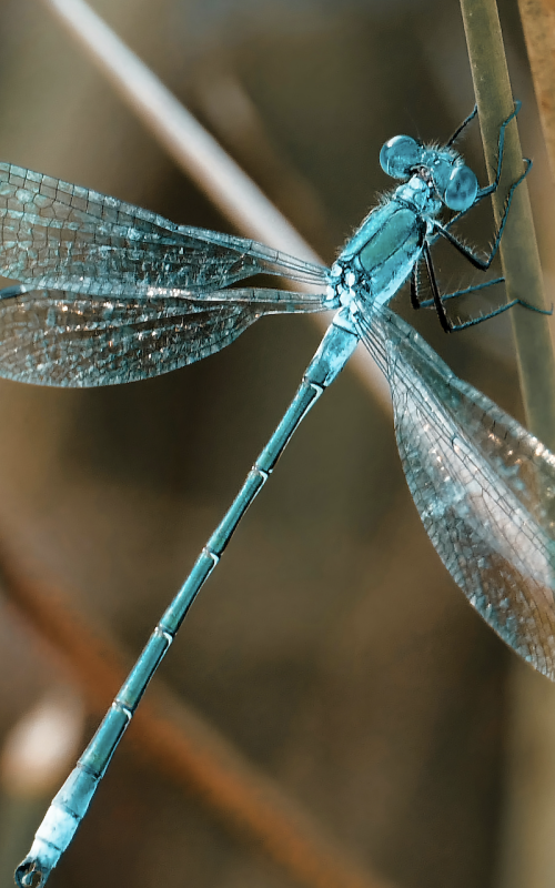 dragonfly