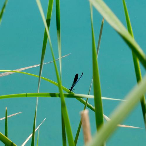 dragonfly on grass